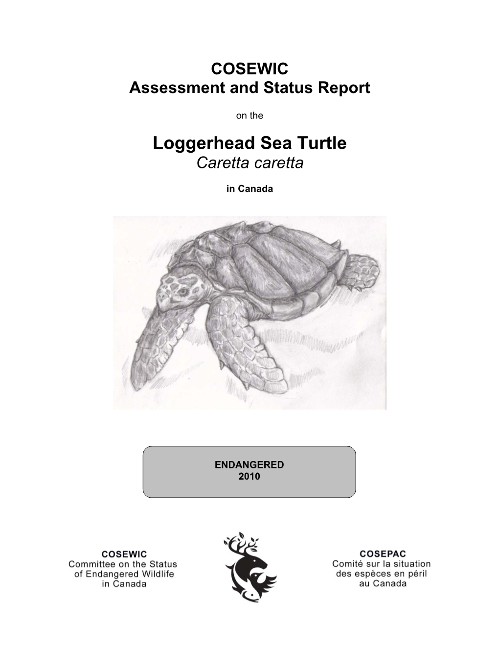 Loggerhead Sea Turtle (Caretta Caretta) Is One of Six Species of Hard-Shelled Marine Turtles That Comprise the Family Cheloniidae in the Order Testudines