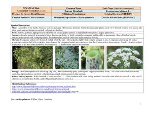 Poison Hemlock Conium Maculatum L