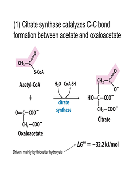 Citrate Synthase Catalyzes CC Bond Formation Between Acetate And