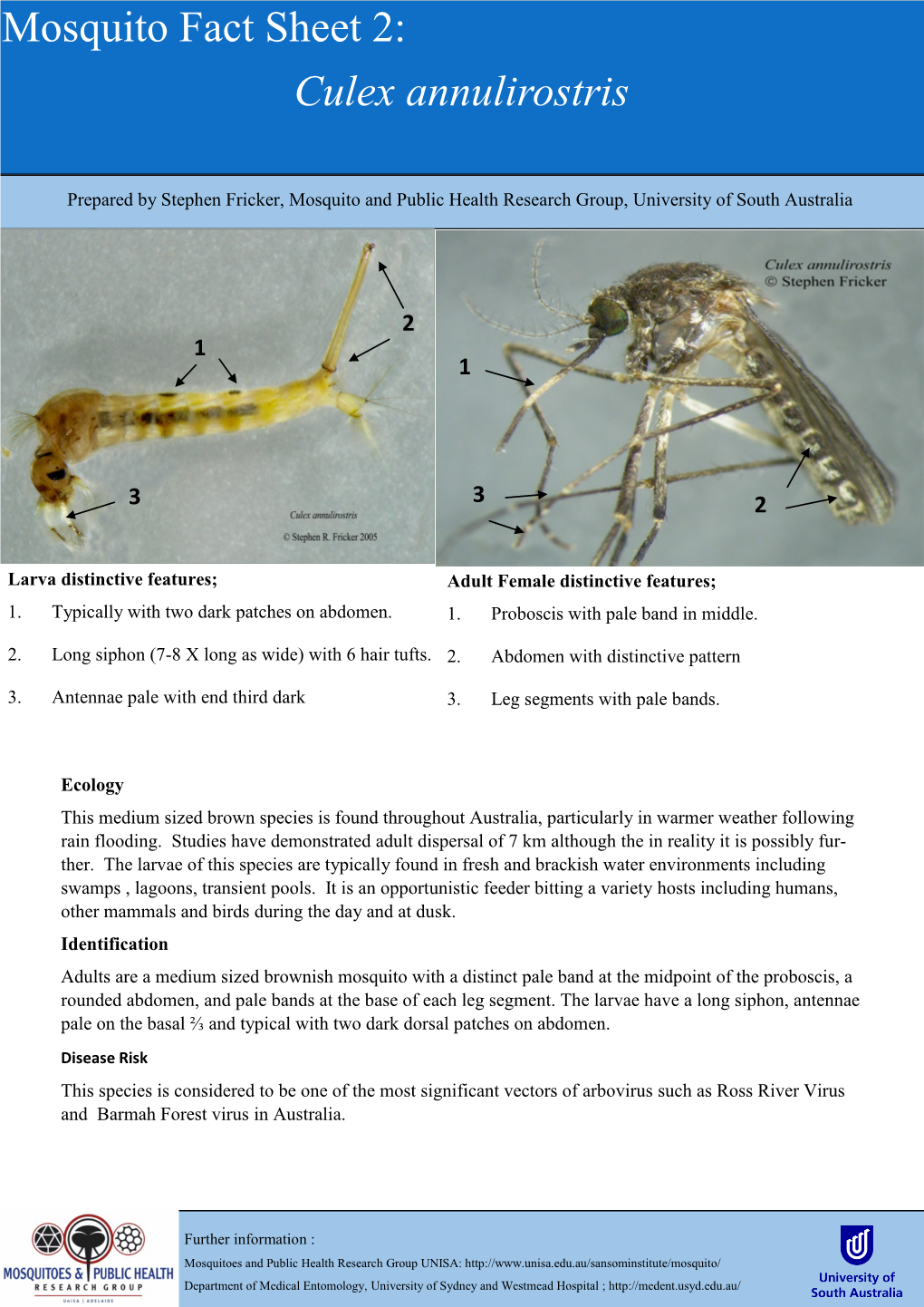 Culex Annulirostris