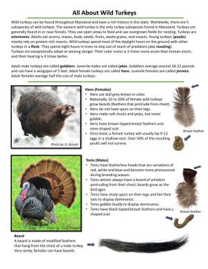 About Wild Turkeys Wild Turkeys Can Be Found Throughout Maryland and Have a Rich History in the State