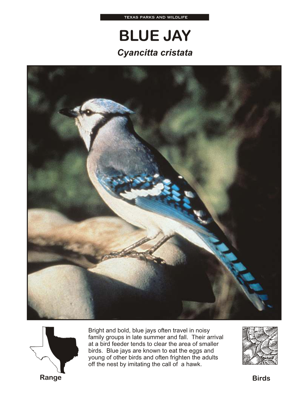 BLUE JAY Cyancitta Cristata