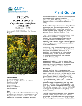 Plant Guide for Yellow Rabbitbrush (Chrysothamnus Viscidiflorus)