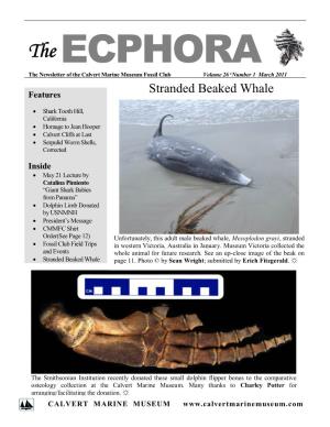 The ECPHORA the Newsletter of the Calvert Marine Museum Fossil Club Volume 26  Number 1 March 2011
