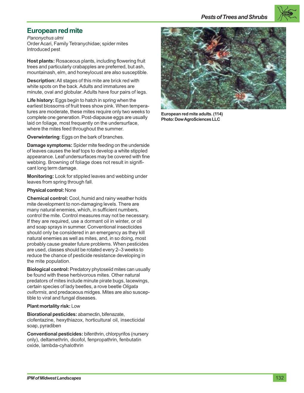 European Red Mite Panonychus Ulmi Order Acari, Family Tetranychidae; Spider Mites Introduced Pest