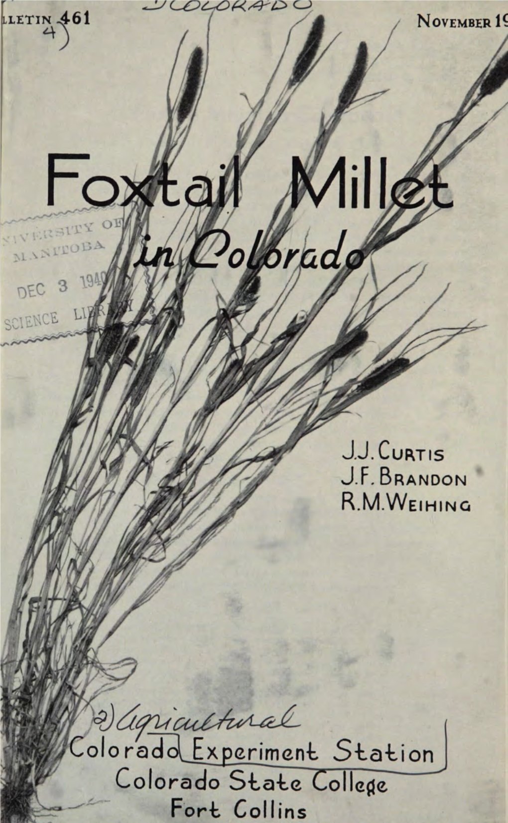 Foxtail Millet in Colorado