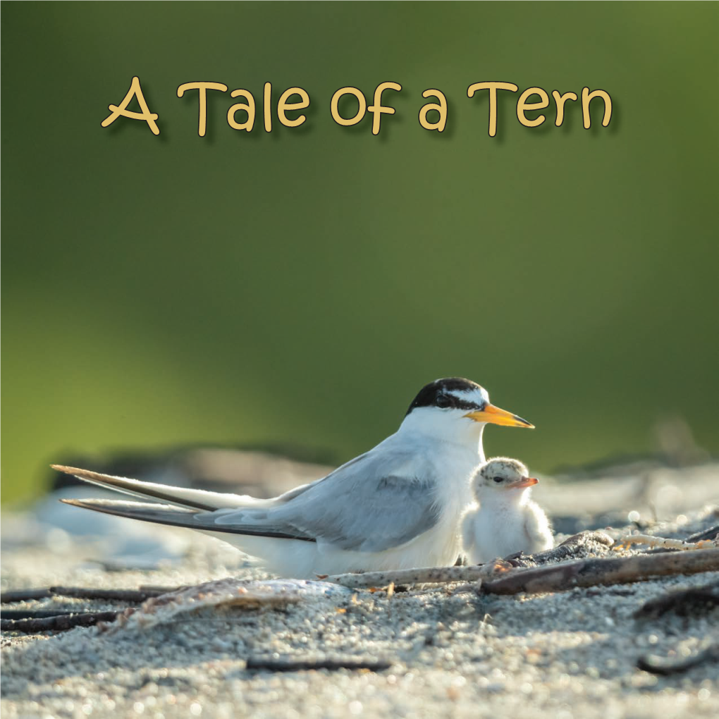 “A Tale of a Tern” by Mary Lundeberg