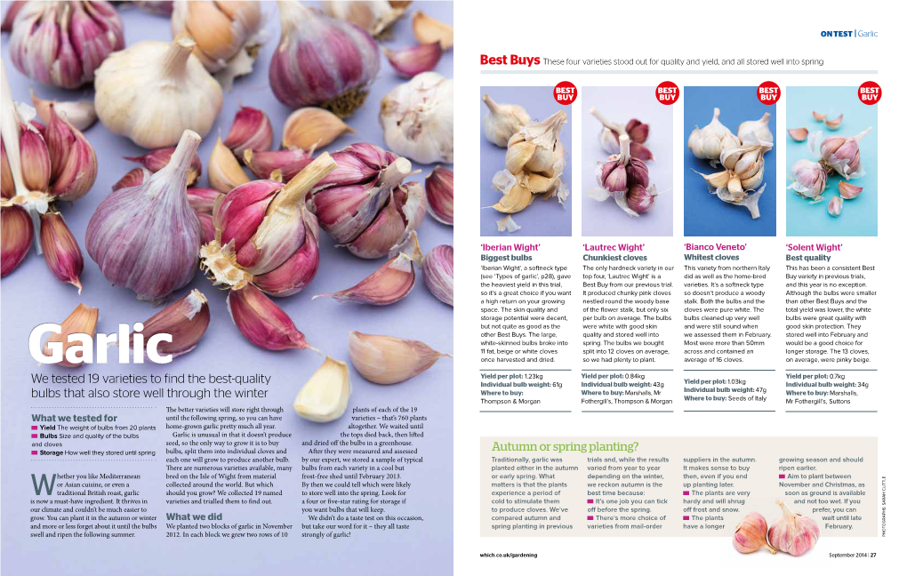 Garlic Gardening September 2014