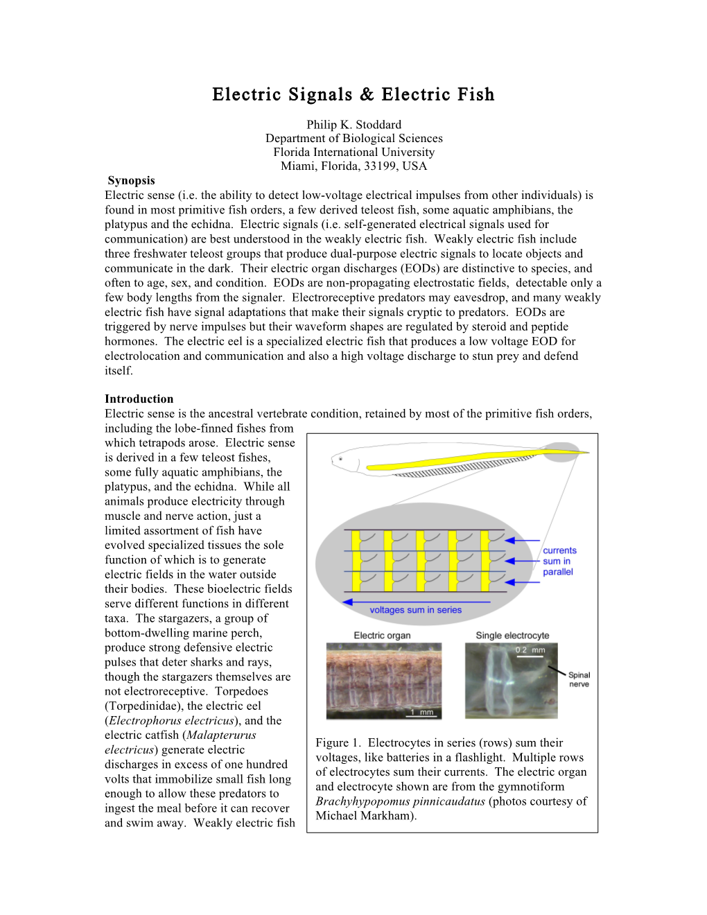 Electric Signals & Electric Fish