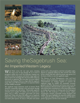 Saving the Sagebrush Sea This Iconic
