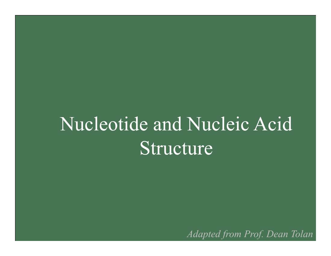 Nucleotide and Nucleic Acid Structure