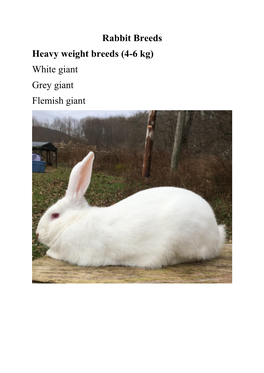 Rabbit Breeds Heavy Weight Breeds (4-6 Kg) White Giant Grey Giant Flemish Giant