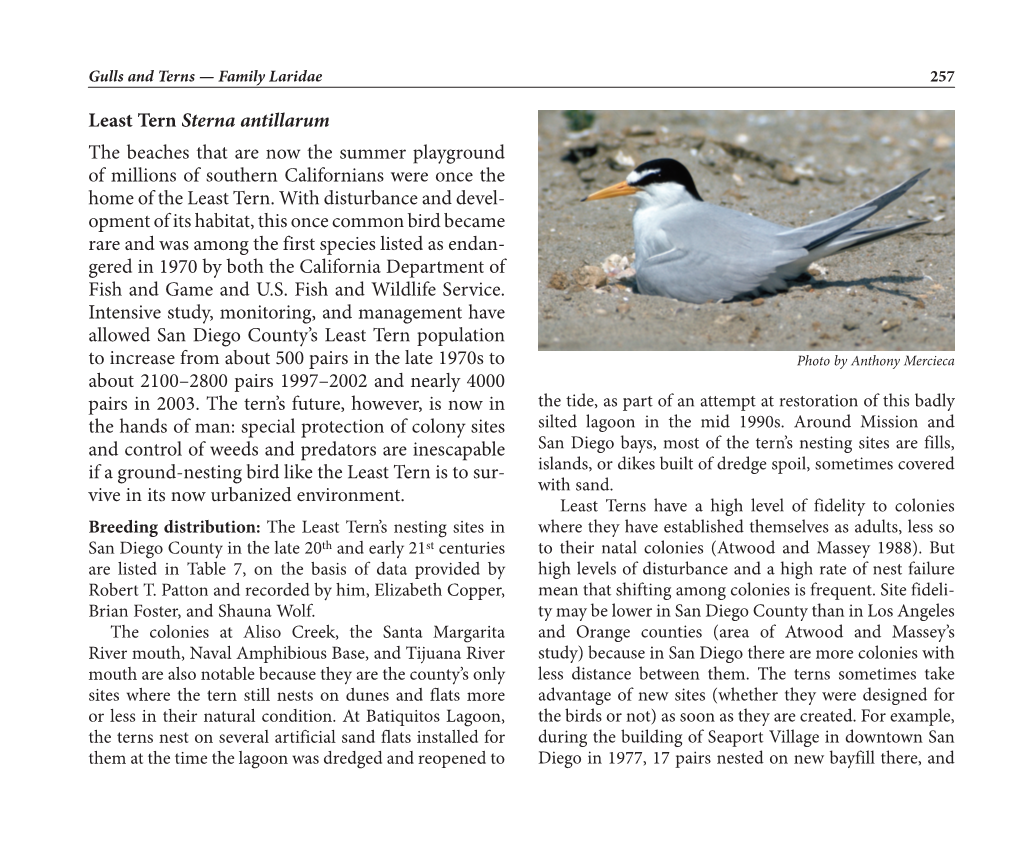 California's Least Tern
