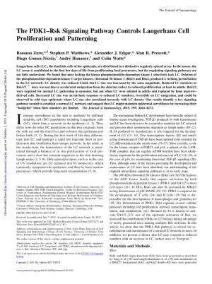 Patterning Langerhans Cell Proliferation and Rsk Signaling