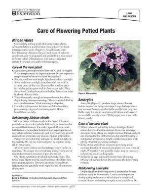 Care of Flowering Potted Plants