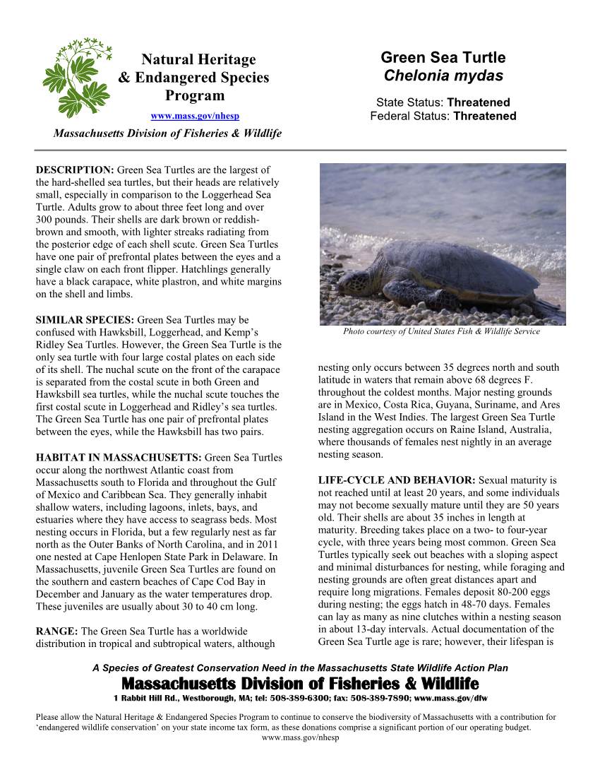 Green Sea Turtle & Endangered Species Chelonia Mydas