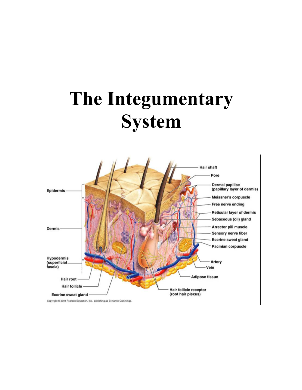 The Integumentary System