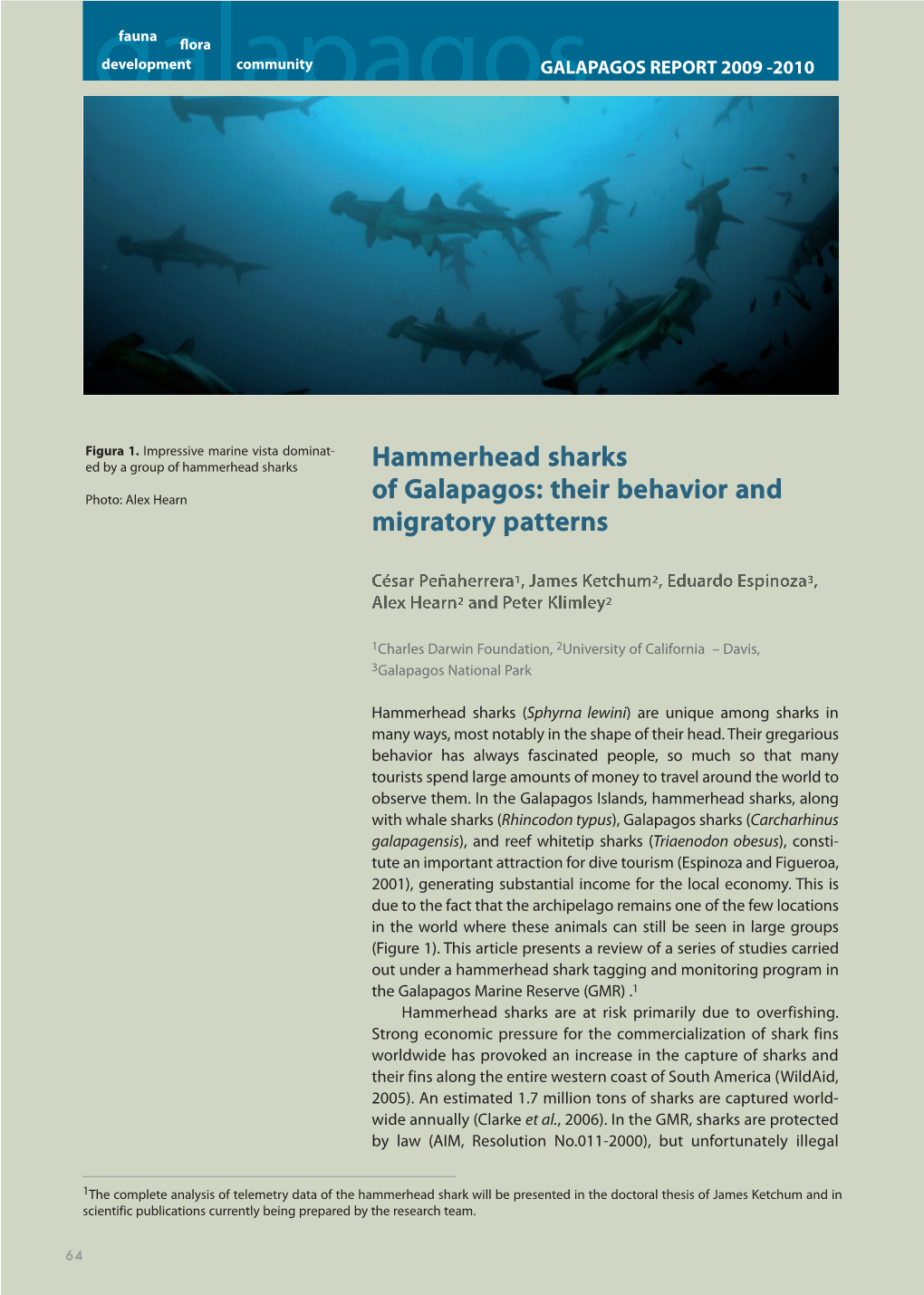 Hammerhead Sharks of Galapagos