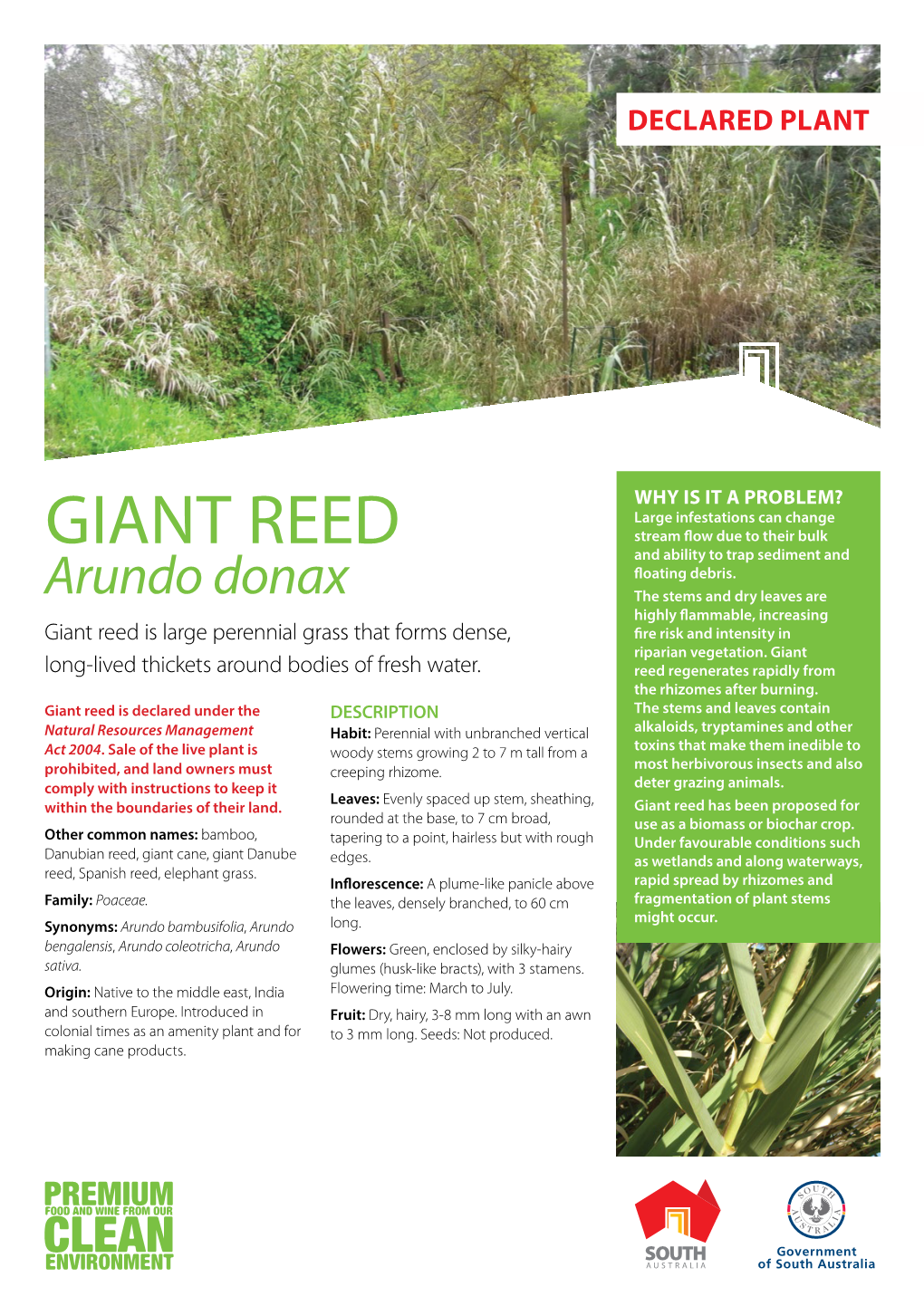 GIANT REED Stream Flow Due to Their Bulk and Ability to Trap Sediment and Floating Debris