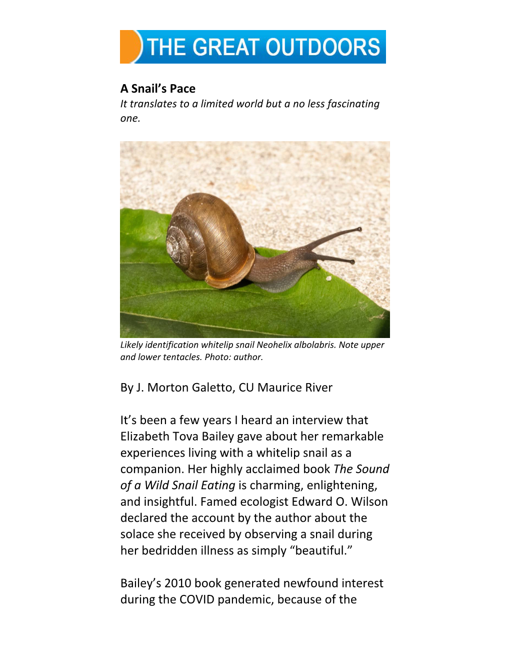 Rev Whitelip Snail For