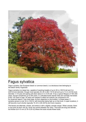Fagus Sylvatica Fagus Sylvatica, the European Beech Or Common Beech, Is a Deciduous Tree Belonging to the Beech Family Fagaceae