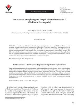 The External Morphology of the Gill of Patella Caerulea L
