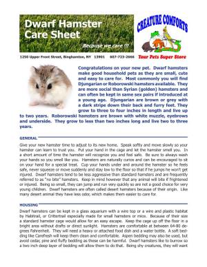 Dwarf Hamster Care Sheet Because We Care !!!