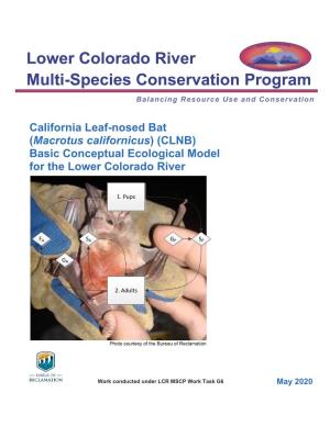 California Leaf-Nosed Bat (Macrotus Californicus) (CLNB) Basic Conceptual Ecological Model for the Lower Colorado River