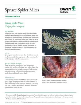 Spruce Spider Mites