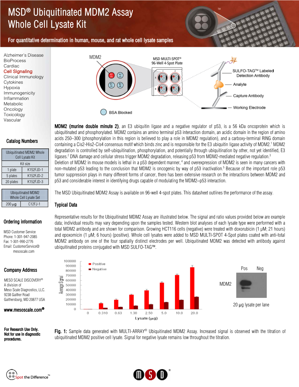 MSD® Ubiquitinated MDM2 Assay Whole Cell Lysate