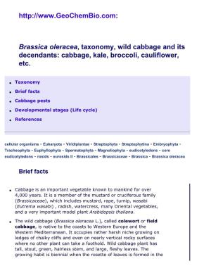 Brassica Oleracea, Cabbage, Cauliflower, Etc.: Taxonomy, Facts, Biology, Cabbage Pests, References at Geochembio