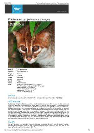 Flat-Headed Cat (Prionailurus Planiceps)