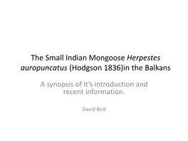 The Small Indian Mongoose Herpestes Auropuncatus in The