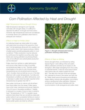 Agronomy Spotlight Corn Pollination Affected by Heat and Drought