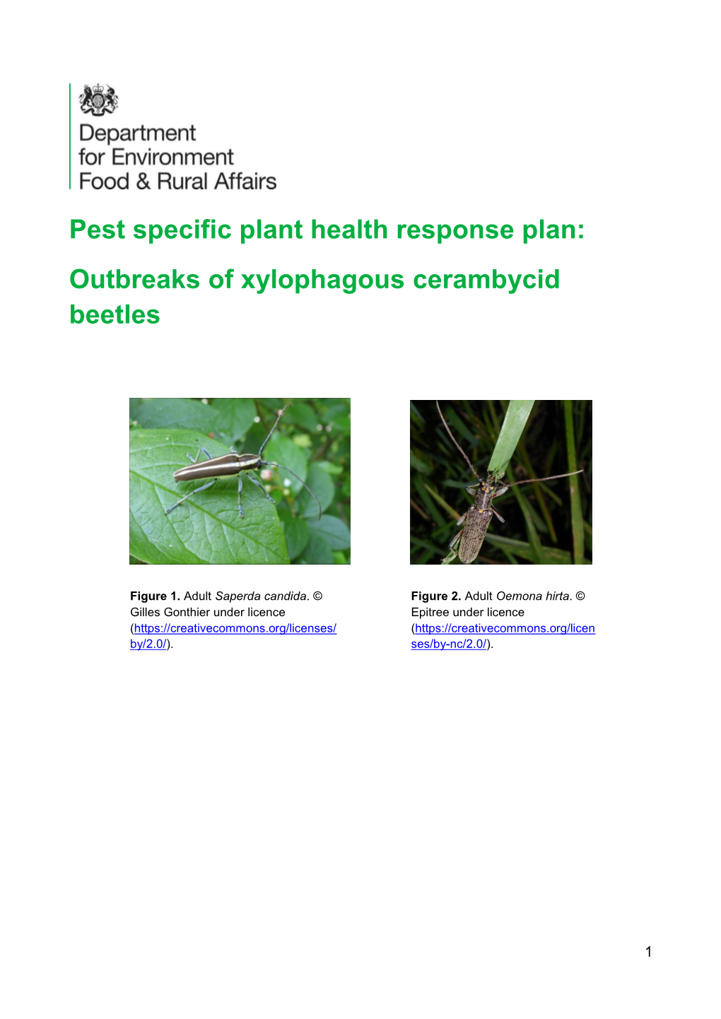 Outbreaks of Xylophagous Cerambycid Beetles