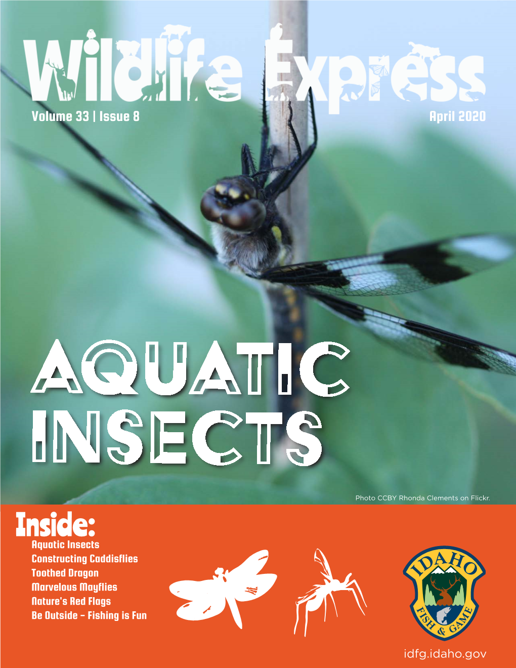 Aquatic Insects