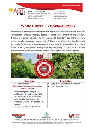 White Clover – Trifolium Repens