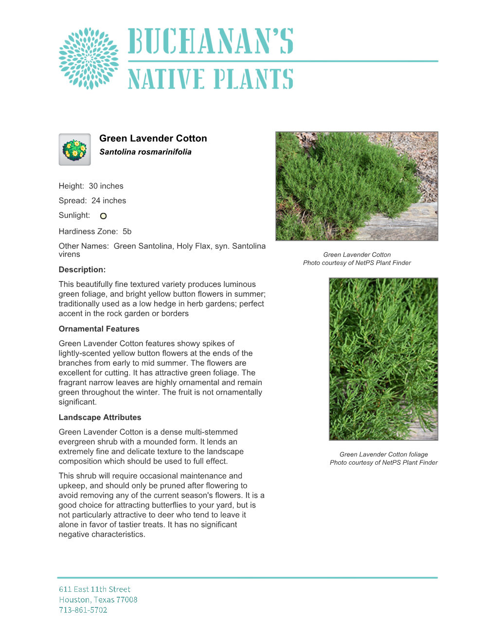 Buchanan's Native Plants Green Lavender Cotton