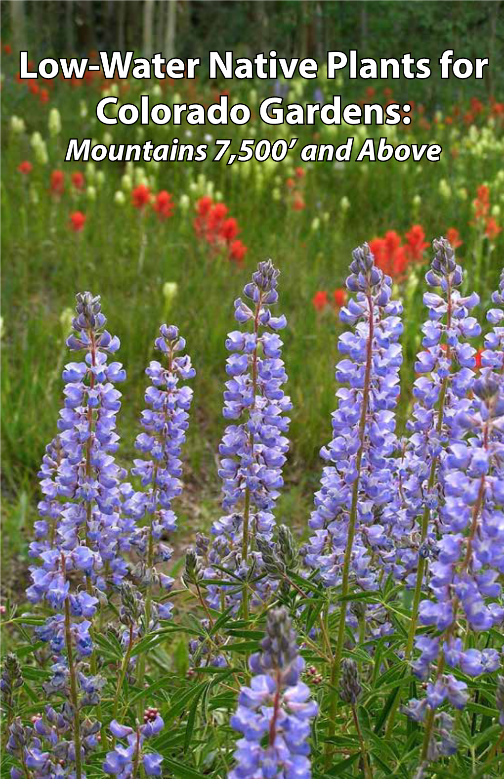 Low-Water Native Plants for Colorado Gardens: Mountains 7,500’ and Above