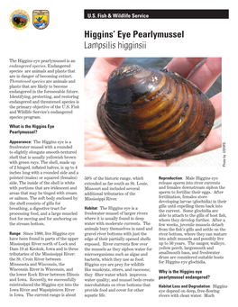 Higgins' Eye Pearlymussel Lampsilis Higginsii