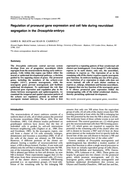 Regulation of Proneural Gene Expression and Cell Fate During Neuroblast Segregation in the Drosophila Embryo