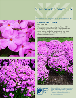 Forever Pink Phlox Phlox ‘Forever Pink’ PPAF