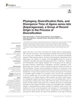 Phylogeny, Diversification Rate, and Divergence Time of Agave Sensu Lato