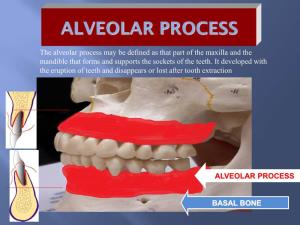 Alveolar Process May Be Defined As That Part of the Maxilla and the Mandible That Forms and Supports the Sockets of the Teeth