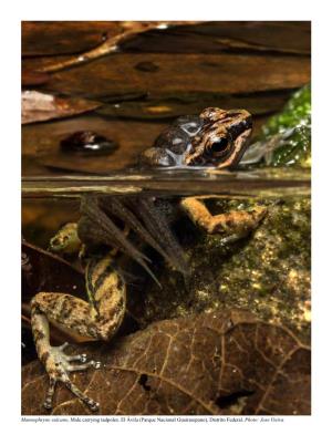 Catalogue of the Amphibians of Venezuela: Illustrated and Annotated Species List, Distribution, and Conservation 1,2César L