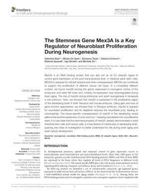 The Stemness Gene Mex3a Is a Key Regulator of Neuroblast Proliferation During Neurogenesis