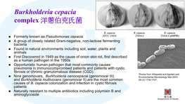 Burkholderia Cepacia Complex 洋蔥伯克氏菌
