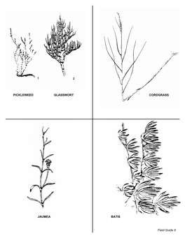 Plant Field Guide