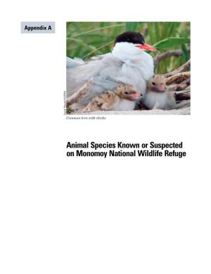 Appendix a Sarah Tanedo/USFWS Common Tern with Chicks