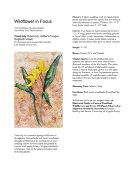 Wildflower in Focus: Trout Lily